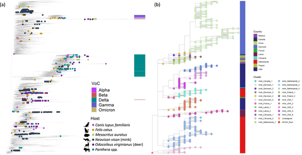 Multiple emergences and onward transmission of SARS-CoV-2 in animals.