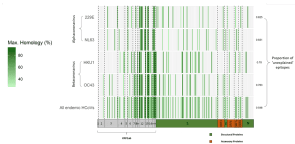 Sequence homology of deconvoluted peptides from published literature to endemic HCoVs.