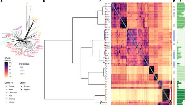 Genomic diversity of HSV-1 genomes.
