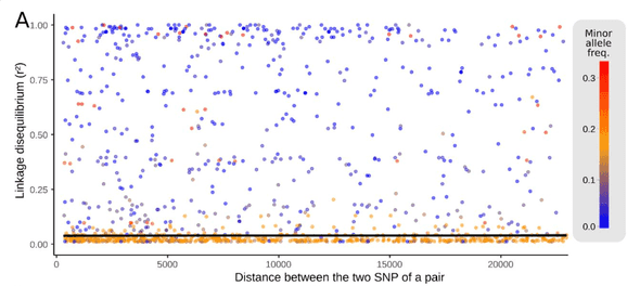Linkage disequilibrium (r2) as a function of physical distance on the SARS-CoV-2 genome.
