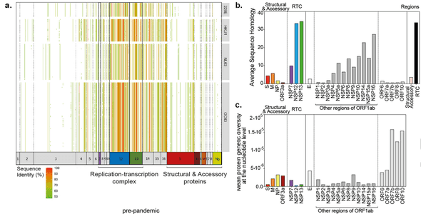 Cross-reactive T-cells targeting conserved RNA-polymerase.