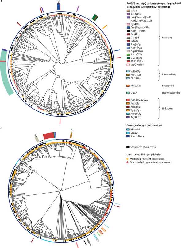 Phylogeny of southern African lineage 2 (A) and lineage 4 (B) M. tuberculosis strains showing bedaquiline resistance profiles.
