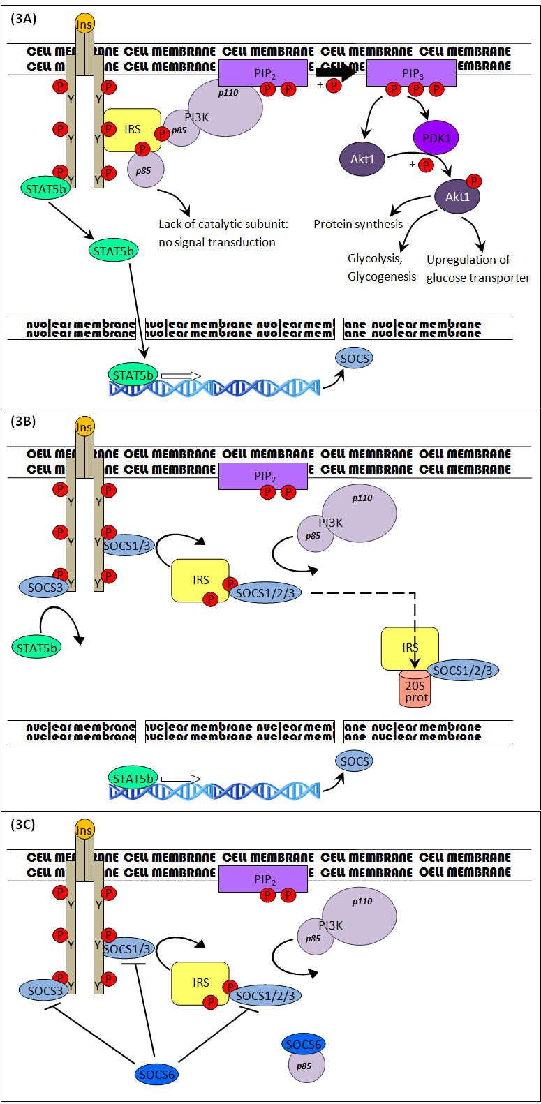 Molecular exploration of SOCS