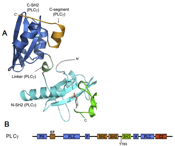  The structure of activated FGFR1 kinase in complex
with a phospholipase Cgamma (PLCgamma) fragment